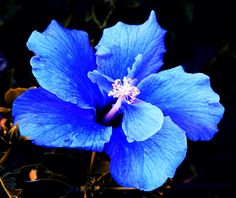 a blue flower is blooming in the dark, and it looks like something from another planet