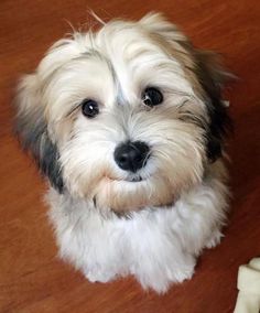 a white and black dog sitting on top of a wooden floor next to a shoe