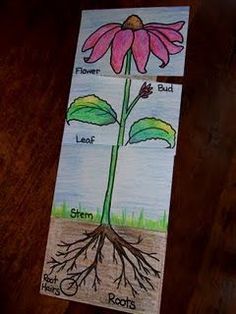 the parts of a flower are shown on paper