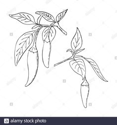 an outline drawing of a pepper plant on a branch with leaves and buddings