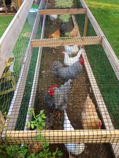 several chickens in a chicken coop on the grass