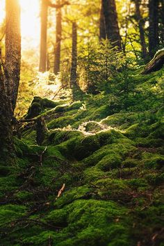 the sun is shining through the trees in the forest with moss growing on the ground