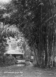 an old black and white photo of a man walking down a dirt path between trees