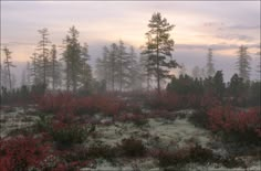 the sun is shining through the foggy trees in the woods on a cold day