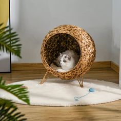 a cat sitting in a wicker ball chair on a white rug next to a potted plant