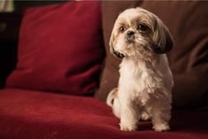 a small dog sitting on top of a red couch