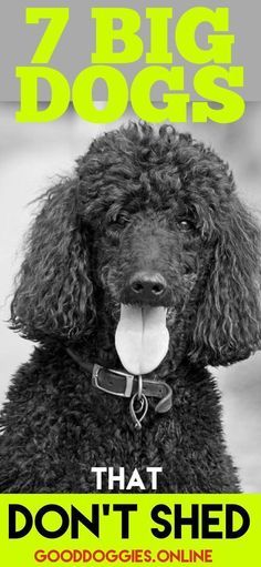 a black poodle with the words 7 big dogs that don't shed on it