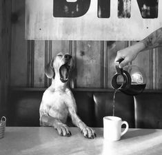 a dog sitting at a table drinking out of a coffee cup while someone pours water into it