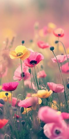 a field full of pink and yellow flowers