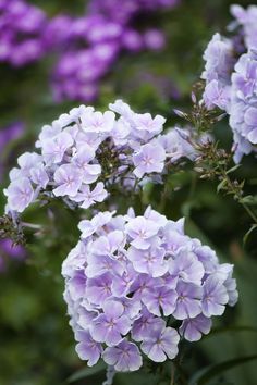 purple flowers are blooming in the garden