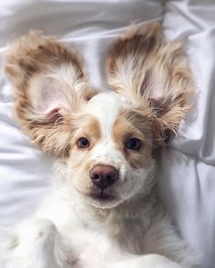 a small white and brown dog laying on top of a bed