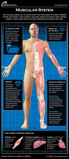 the muscles and their functions are shown in this diagram, which shows what they look like