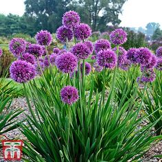 purple flowers are growing in the middle of a field with gravel and trees behind them