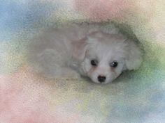 a small white dog laying down on top of a colorful blanket and looking at the camera