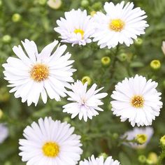 several white flowers with yellow centers in a field