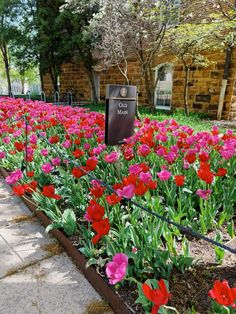 many red and pink tulips are growing in the ground near a brick building