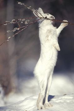 a white wolf standing on its hind legs in the snow