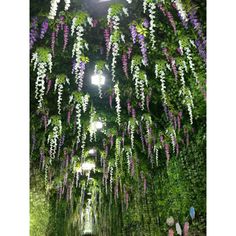 an outdoor walkway covered in purple and white wisters, surrounded by lush greenery