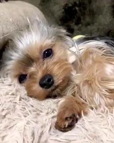 a small brown dog laying on top of a white blanket