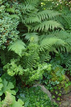 green plants and rocks in the woods