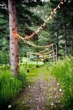 a path in the woods with lights strung from it's sides and trees on either side