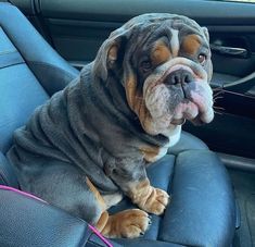 a dog sitting in the back seat of a car with its tongue hanging out and it's head sticking out