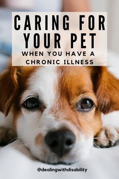 Living with a chronic illness can be challenging, but the unconditional love of our pet can light up our days. Join us as we share our journey, from learning to manage daily tasks with a four-legged companion by our side, to finding healing in our pet's unwavering support. 🐾 Read more on the blog! Still Healing, Cute Pet Names, Pet Branding, Pets Preschool Theme, Life Hacks Organization, Cat Sitter, Pets Drawing, Pet Bunny, Books For Self Improvement