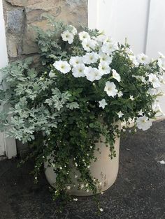 some white flowers are in a large pot on the ground near a wall and door