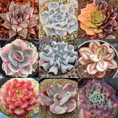 many different types of succulents are shown in this collage, including pink and green