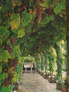 a walkway with lots of green and red grapes hanging from it's sides next to a bench