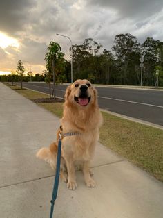 a golden retriever sitting on the sidewalk with his leash