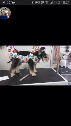 two dogs wearing sweaters standing on top of a table in front of a mirror