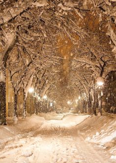 a snow covered street with lots of trees on both sides and lights at the end