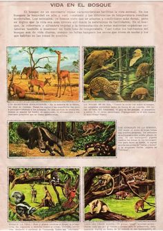 an image of animals in the jungle