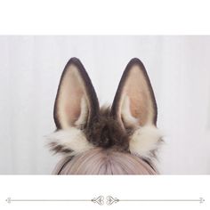 Five color options, white rabbit faux fur hairband, gray / brown / blonde / black bunny ears KC.  Price for a KC only. Black Bunny Ears, Bunny Ears And Tail, Black Bunny, Alice Book, Wire Headband, Fox Ears, Wardrobe Accessories, Brown Blonde, Rabbit Ears