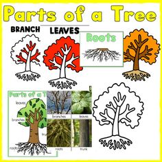 the parts of a tree with pictures and words to describe in each part, including leaves