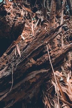 a pile of wood sitting on top of a forest floor covered in leaves and branches