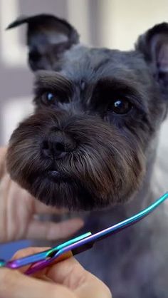 a dog getting his hair cut by a person with an electric toothbrush in it's mouth