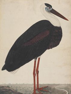 a painting of a large bird with long legs