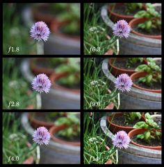 several pictures of flowers in pots on the ground