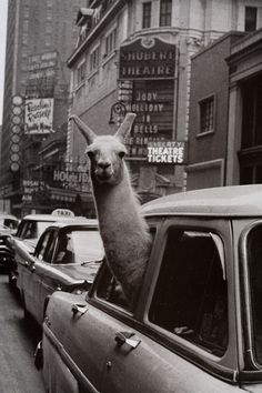 a llama sitting on the roof of a car in an old city with tall buildings