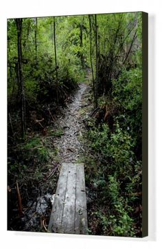 a wooden walkway in the middle of a forest