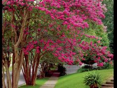 the pink flowers are blooming on trees in the park, and there is no image to describe