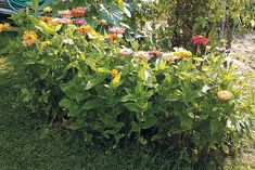 a garden filled with lots of colorful flowers