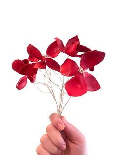 a hand holding some red flowers on a white background