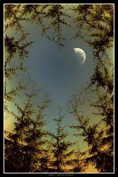 the moon is seen through some trees in this artistic photo, taken from below it's branches