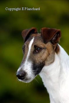 a brown and white dog is looking at something