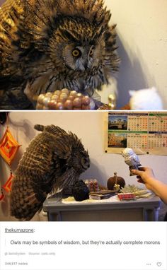 an owl sitting on top of a table next to another photo with the caption owls may be symbols of wisdom, but they're actually complete morons i'm