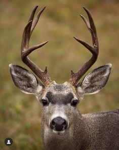 a close up of a deer with antlers on it's head