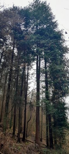 the trees are tall and green in the woods